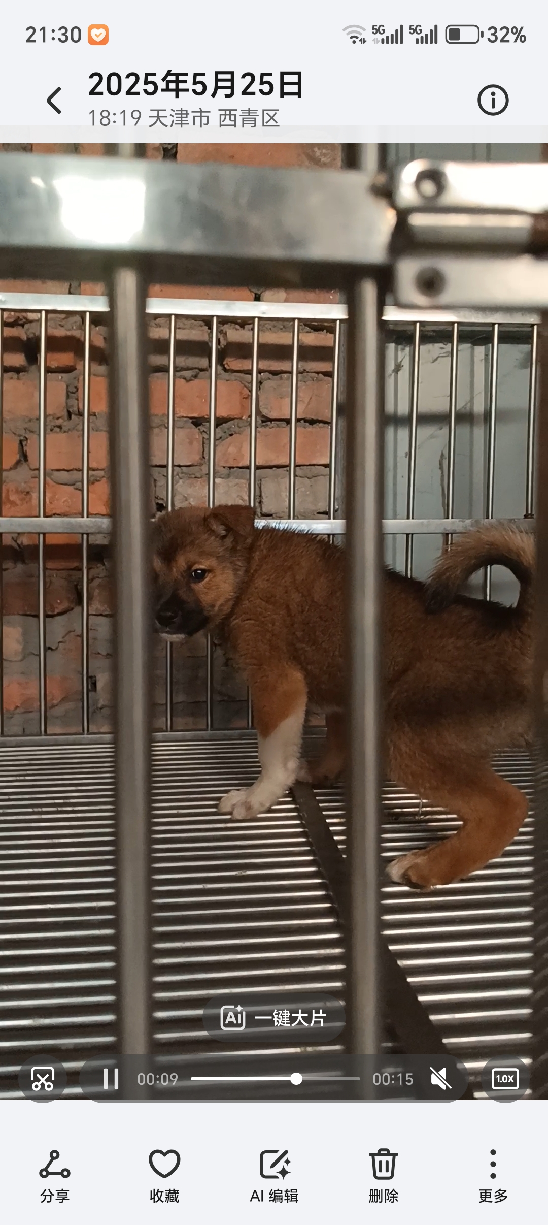日本柴犬 灰柴